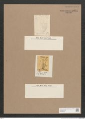 Navicula sp. (de-Toni-Nr.: Genus 1) Zeichnungen Sammlung Grunow Nr. 1624 (NHMW-BOT-W0368225)